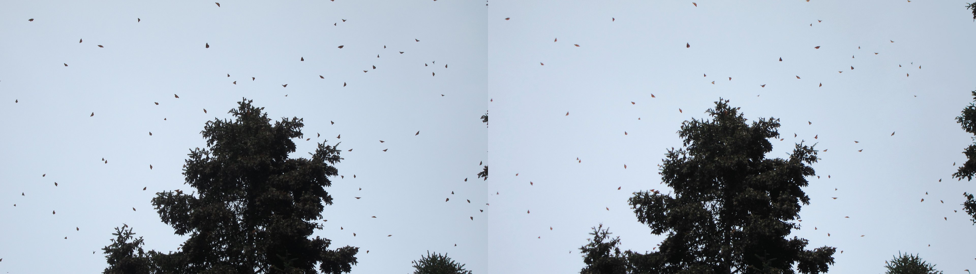 Nuées de papillons monarques