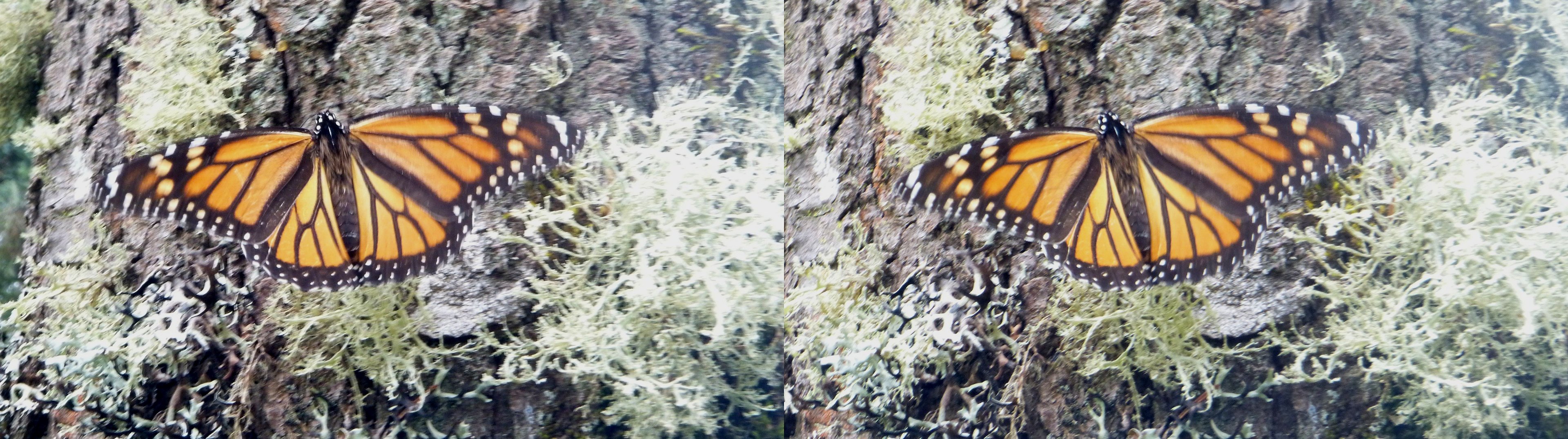Papillon monarque sur un tronc
