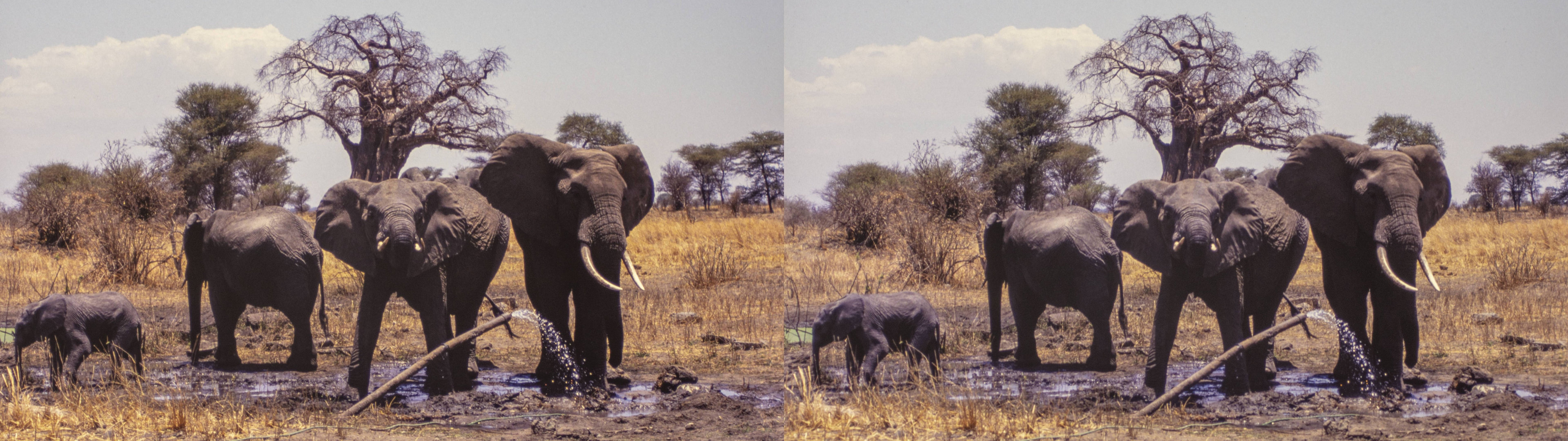 Eléphants