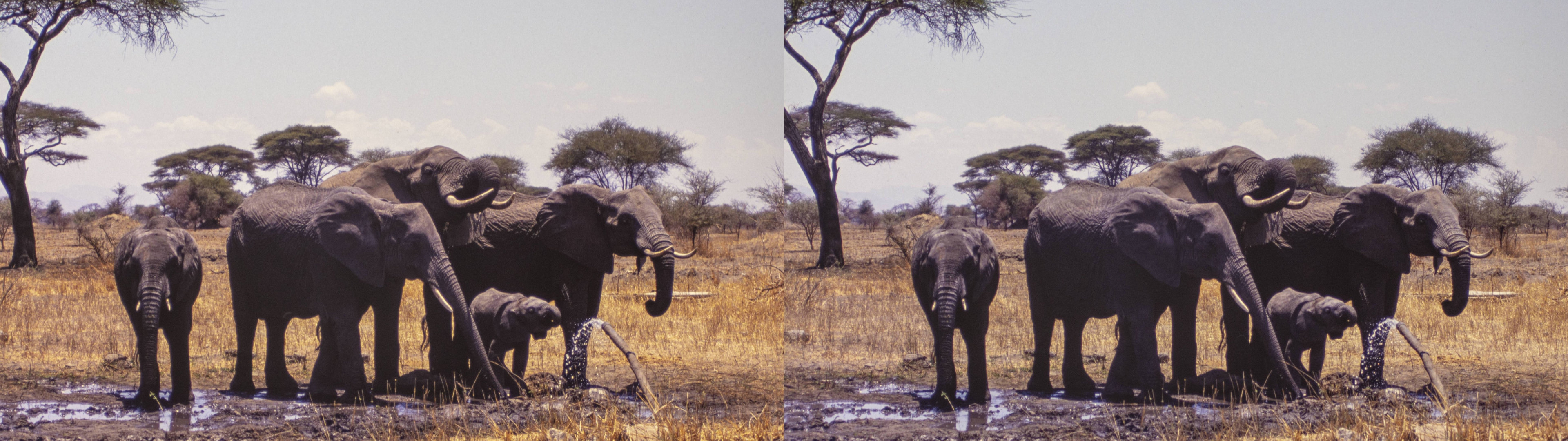 Eléphants