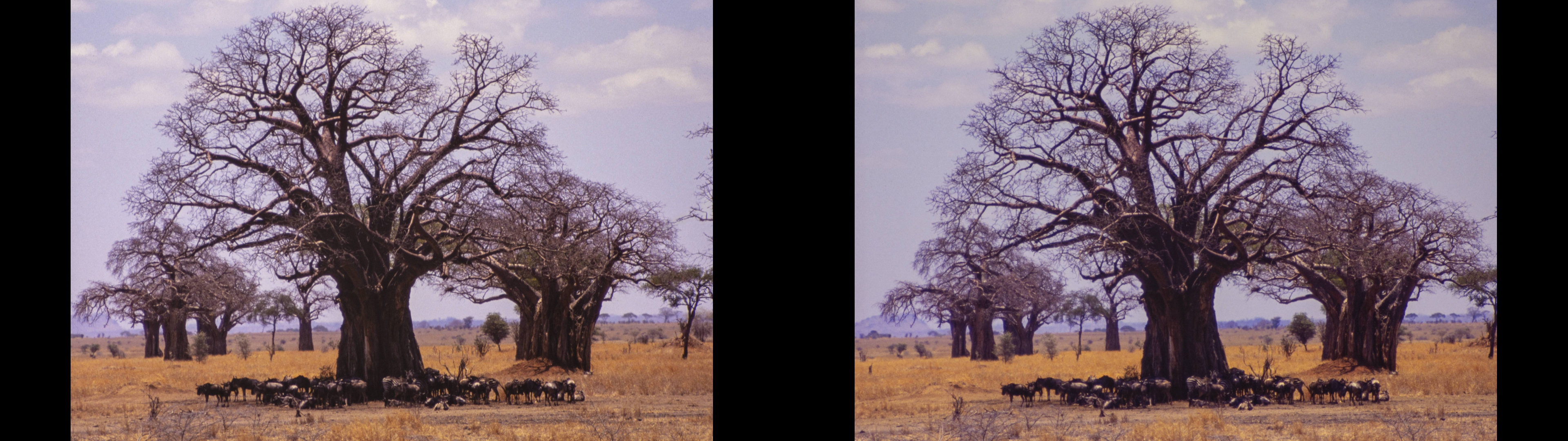 Gnous et zèbre(s) sous baobab