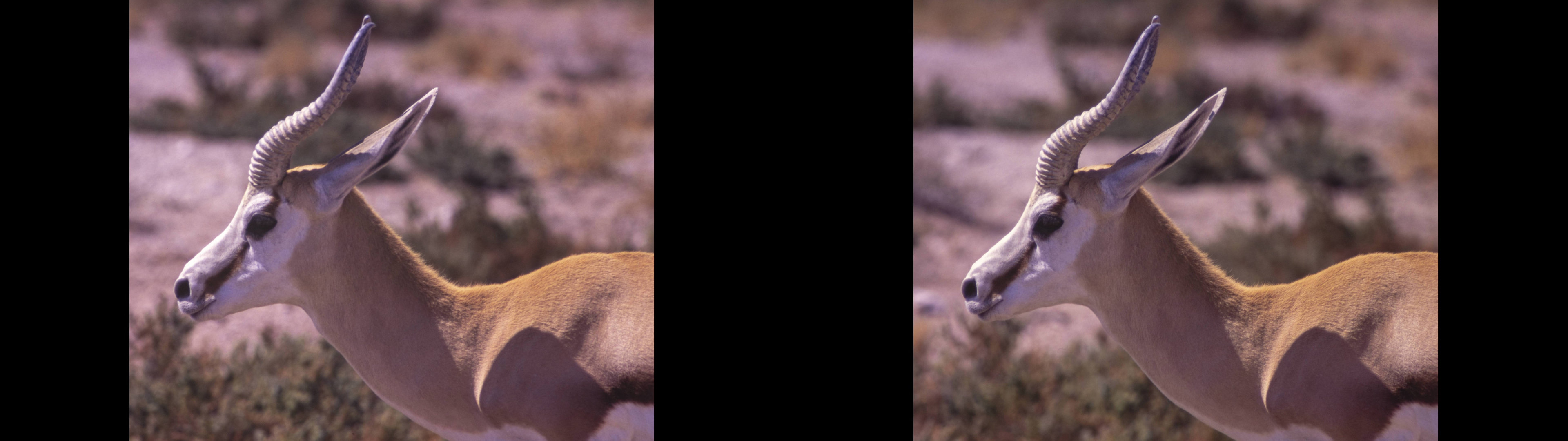 Gazelle (springbok ?)