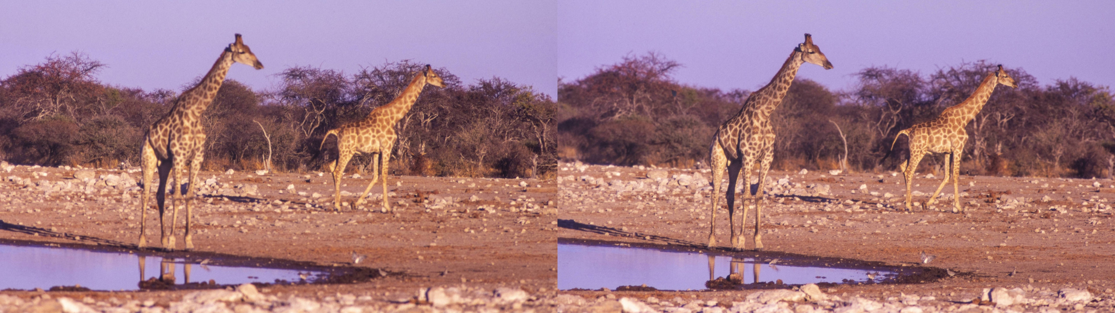 Girafes