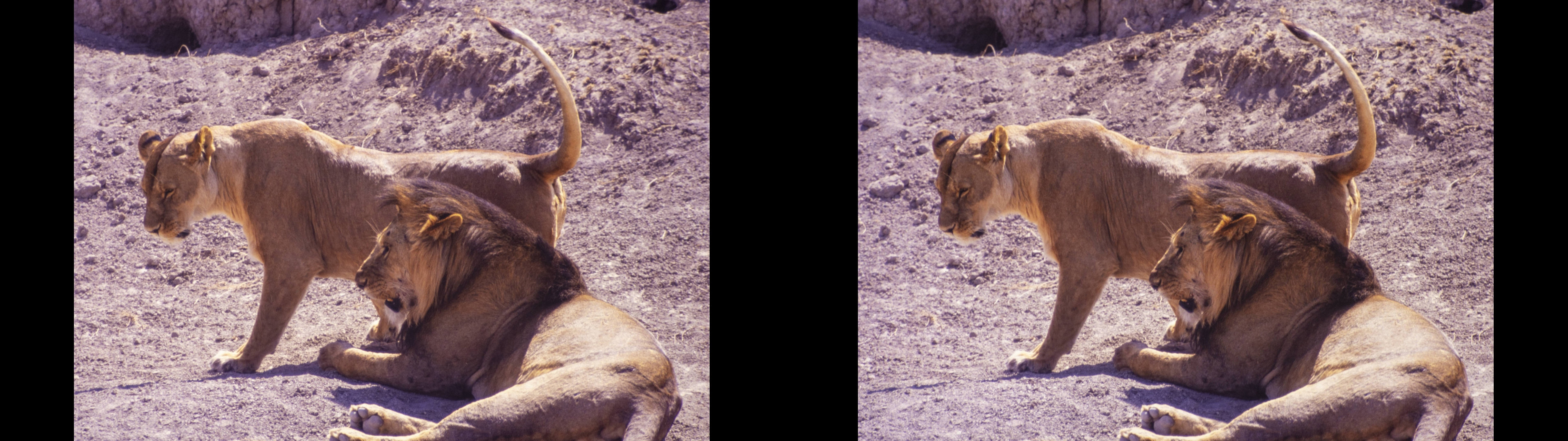 Couple de lions