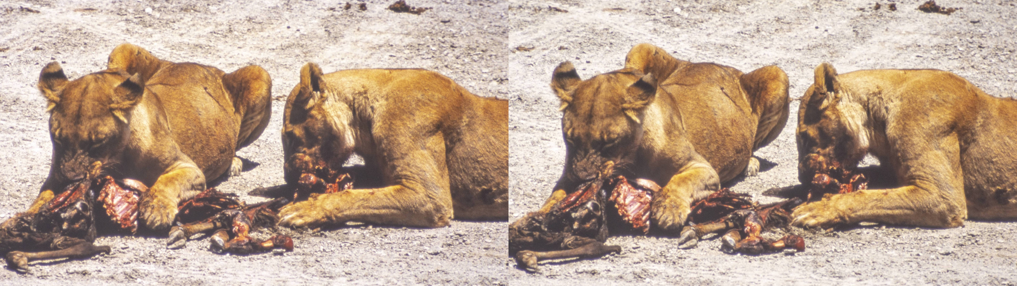 Lions