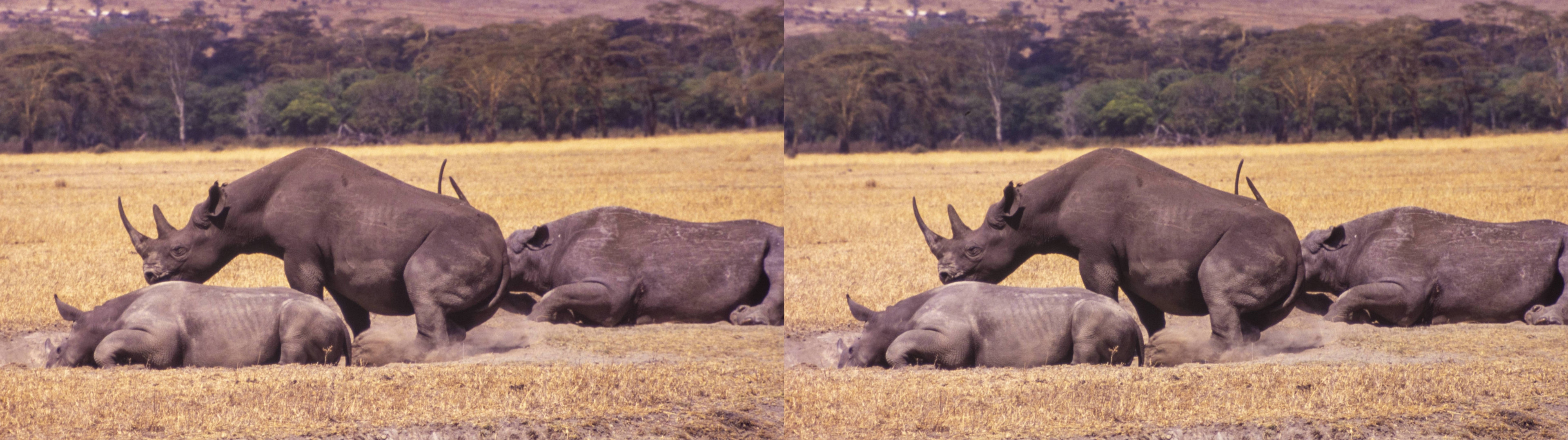 Rhinocéros
