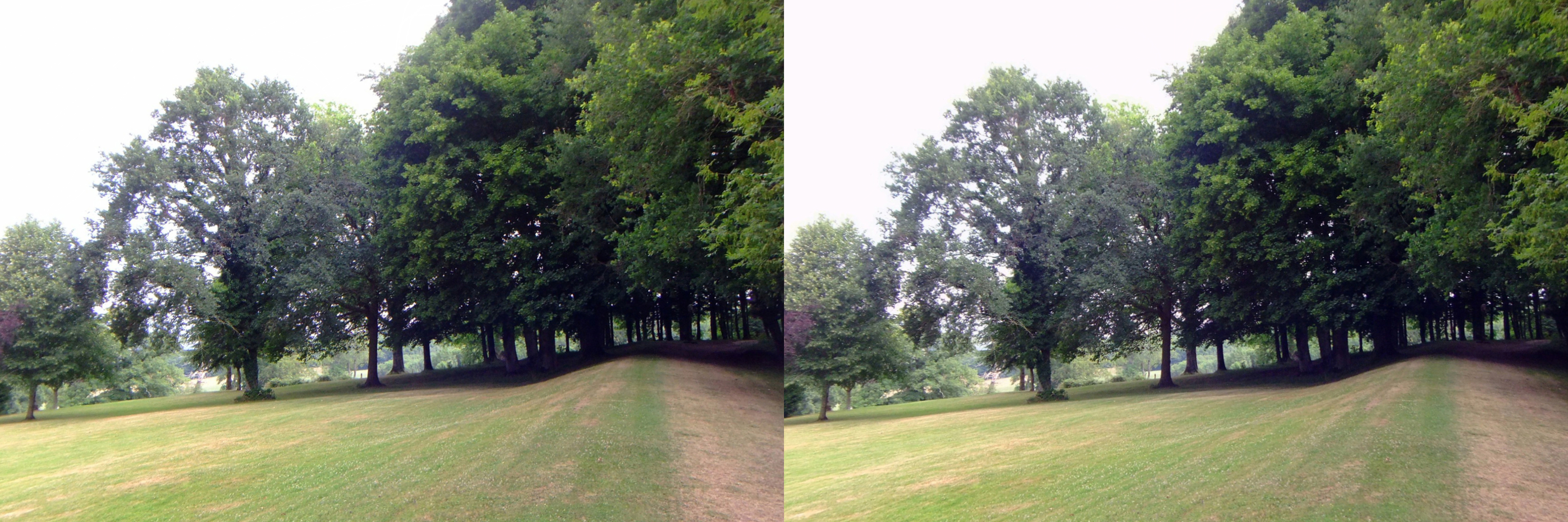 les arbres du parc