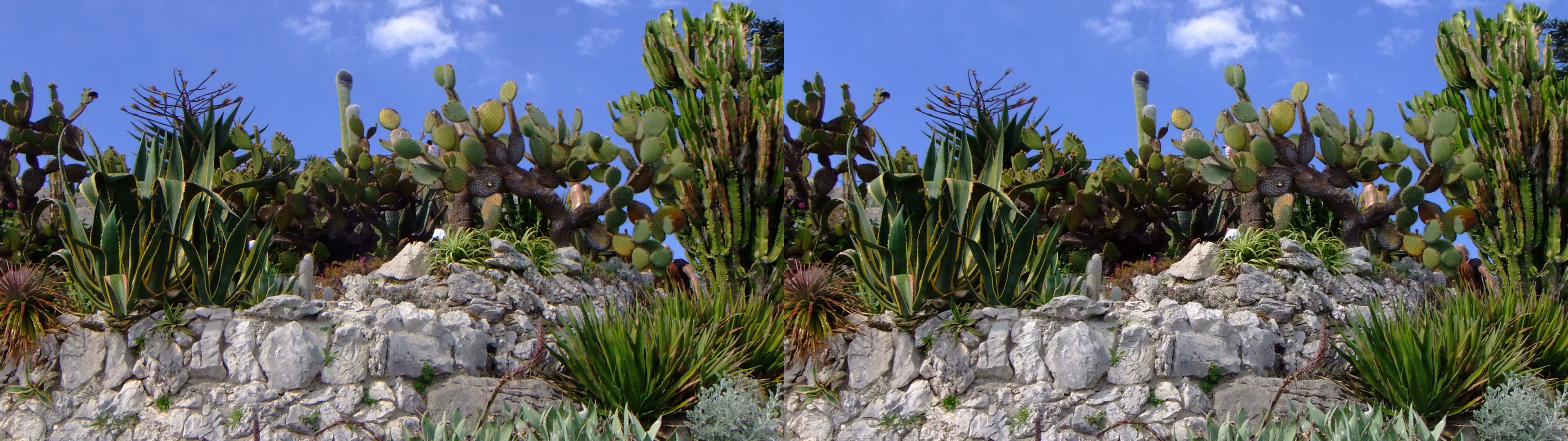 rangées de cactus dans les cailloux