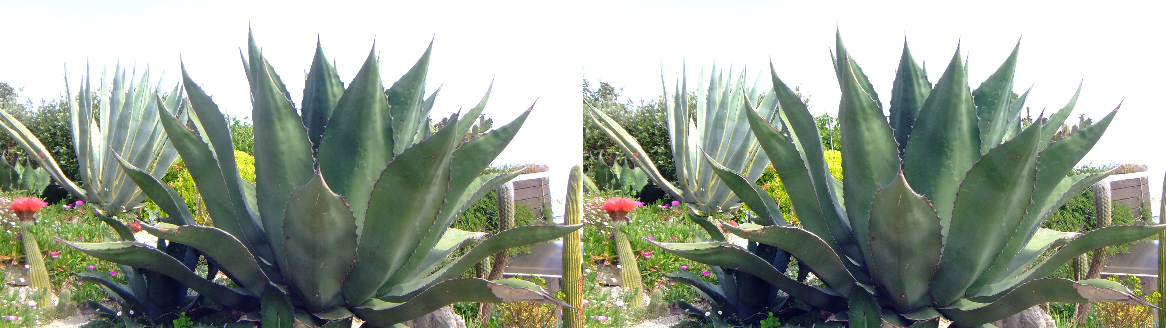 Aloès et autres cactus