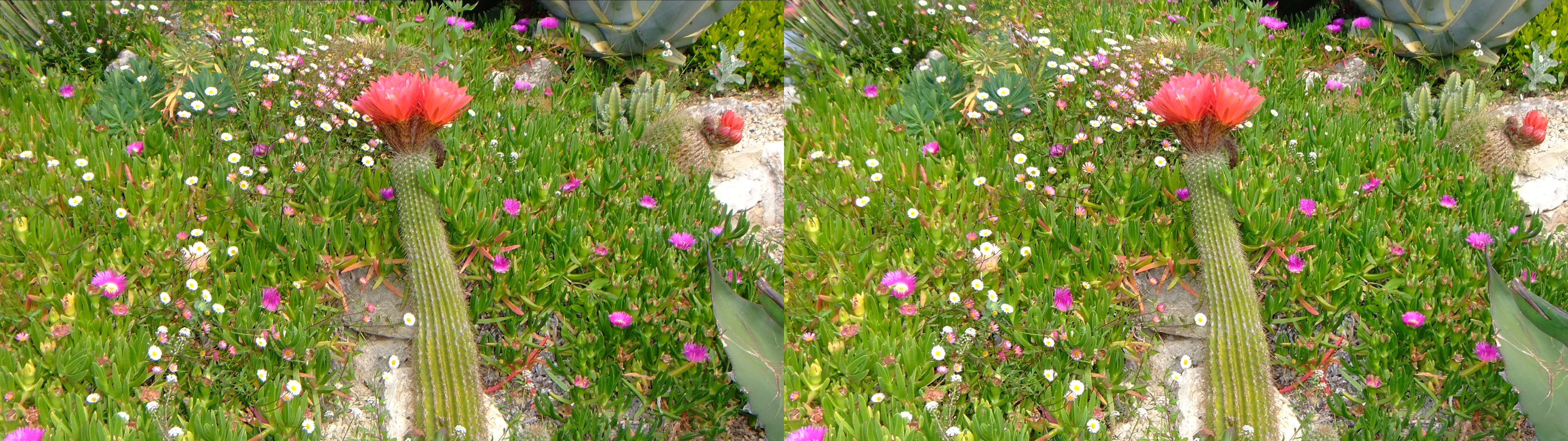 cactus et fleurs sauvages