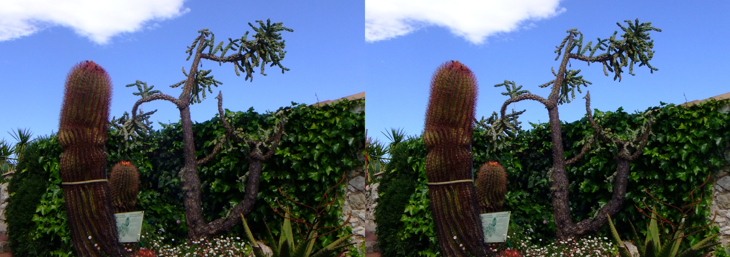 cactus et fleurs sauvages