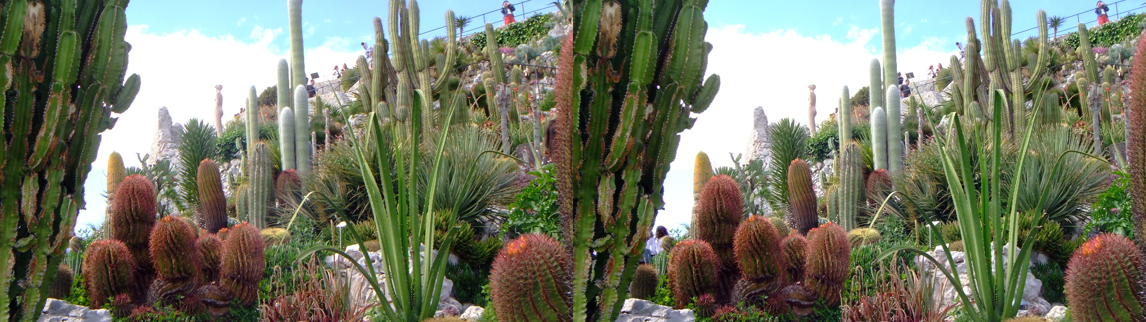 cactus à volonté