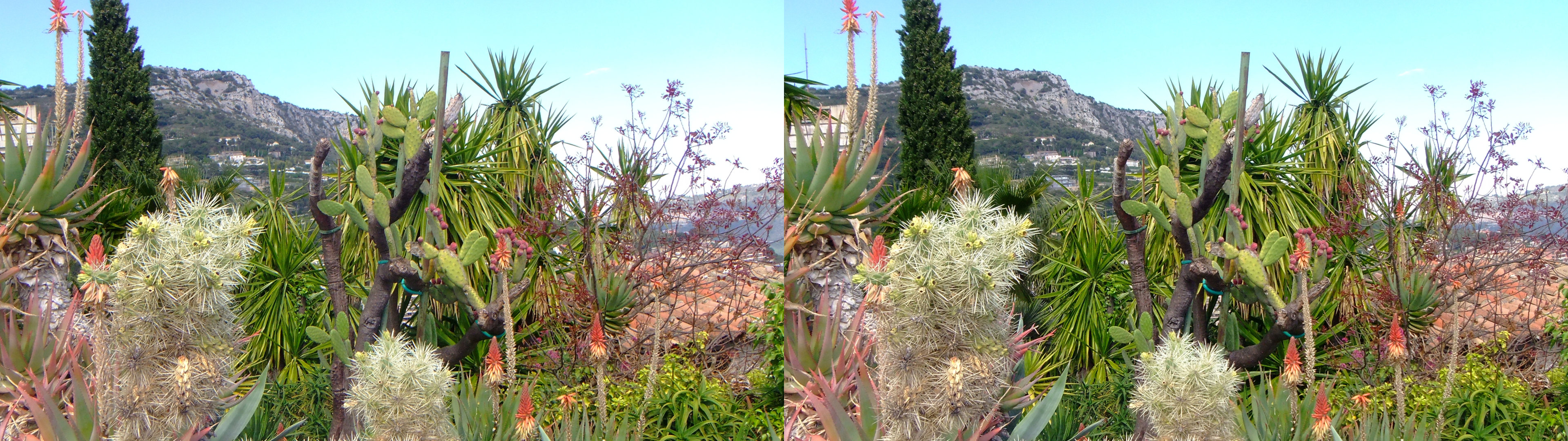 cactus et autres plantes exotiques