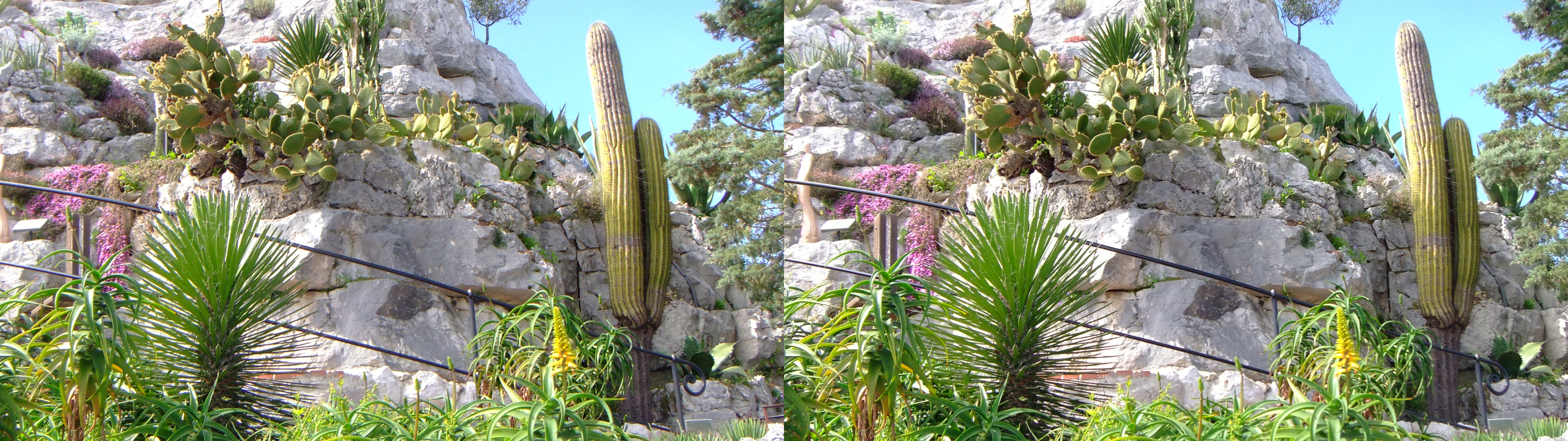 cactus à volonté dans les rocailles