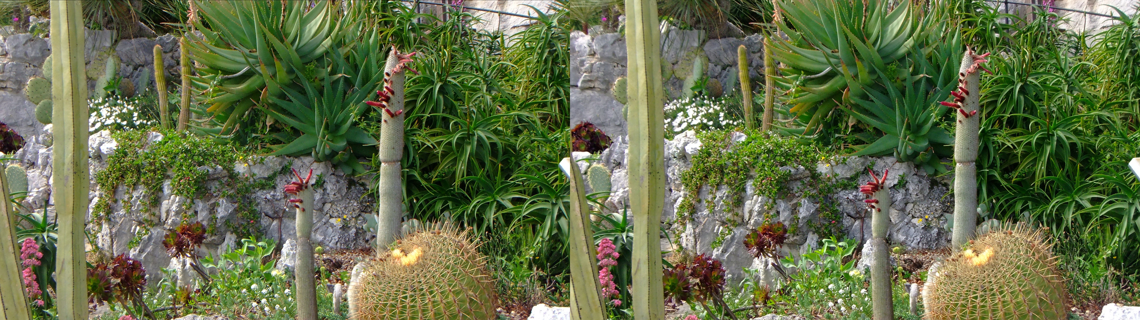 cactus à volonté dans les rocailles