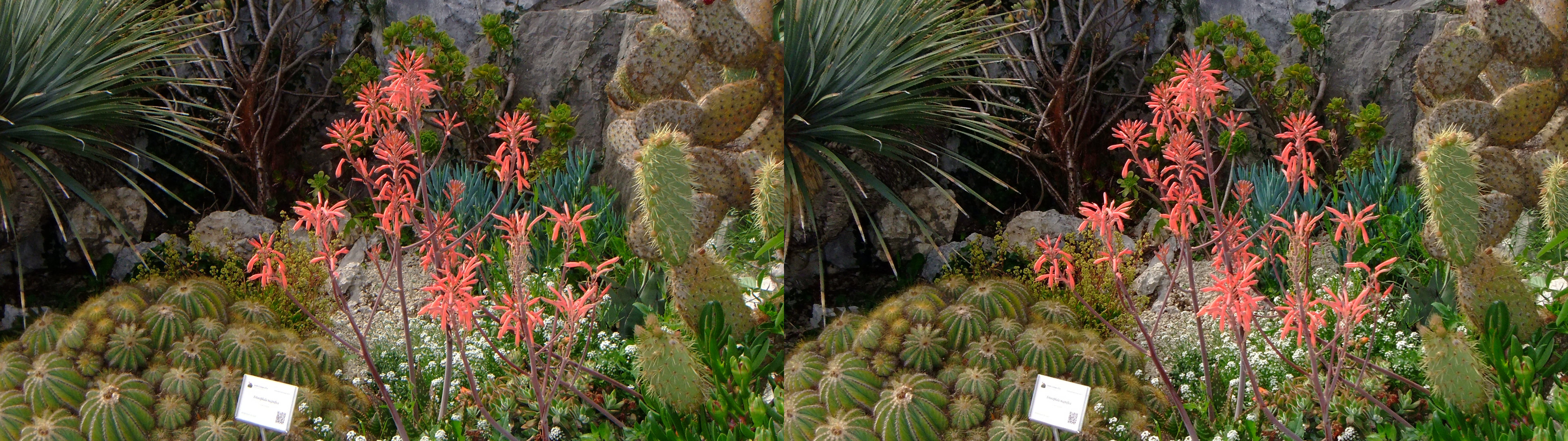 diverses plantes
