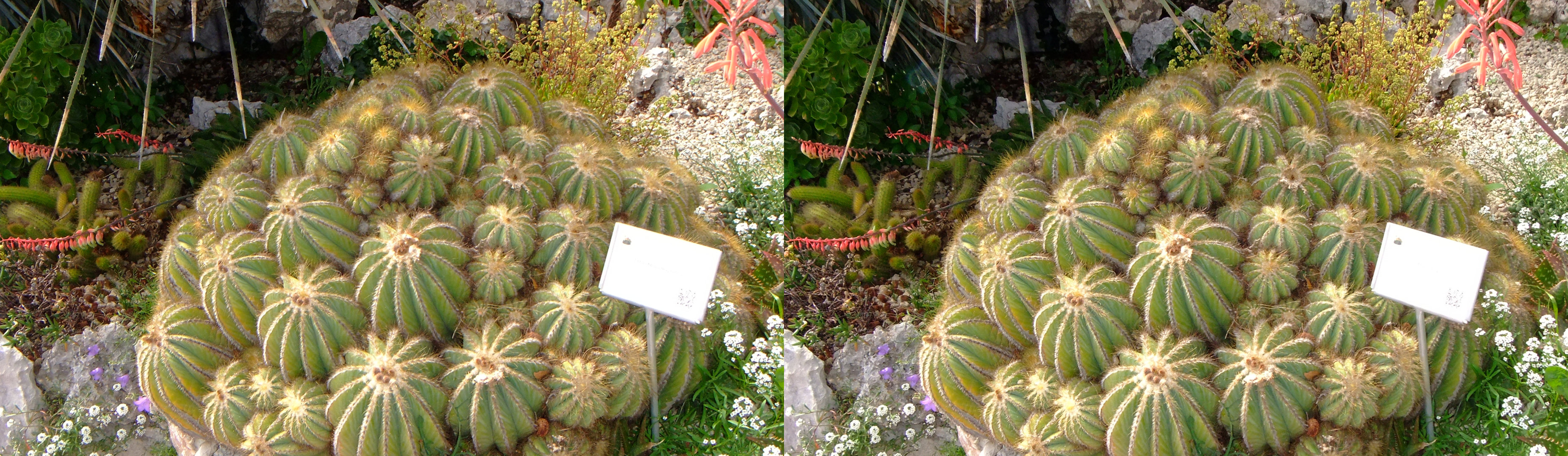 gros plan sur un cactus à bulbes