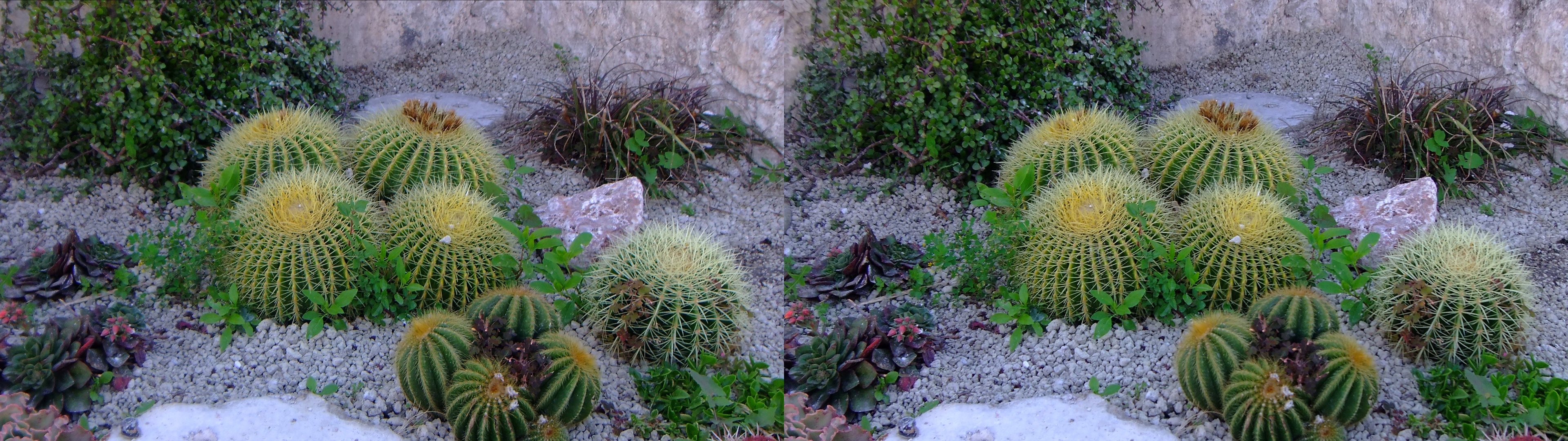 d'autres cactus à côté de plantes de nos régions