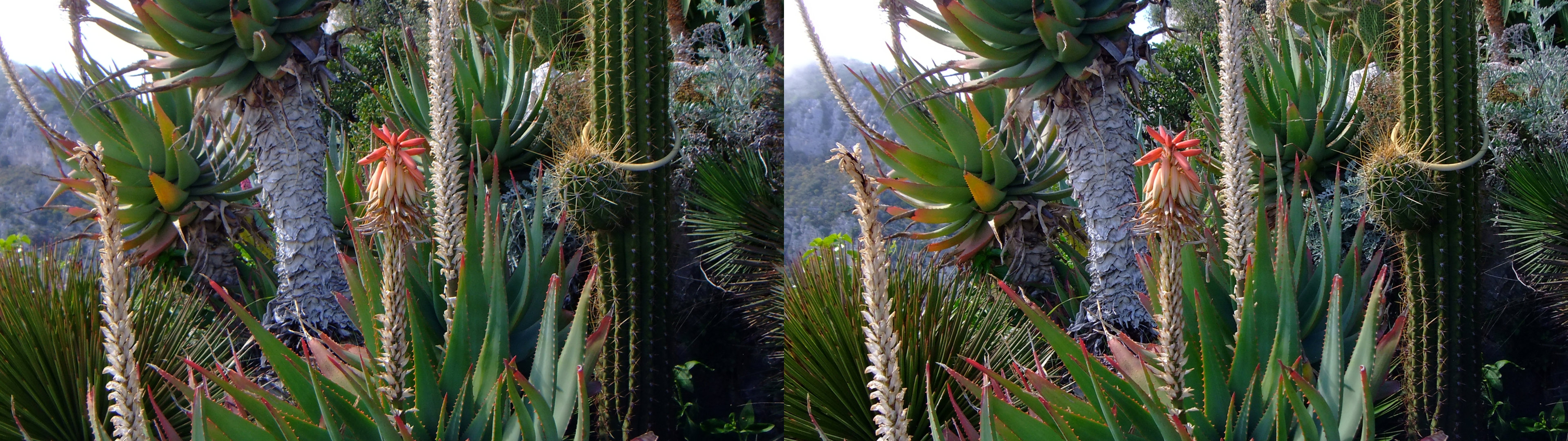 mélange de plantes exotiques