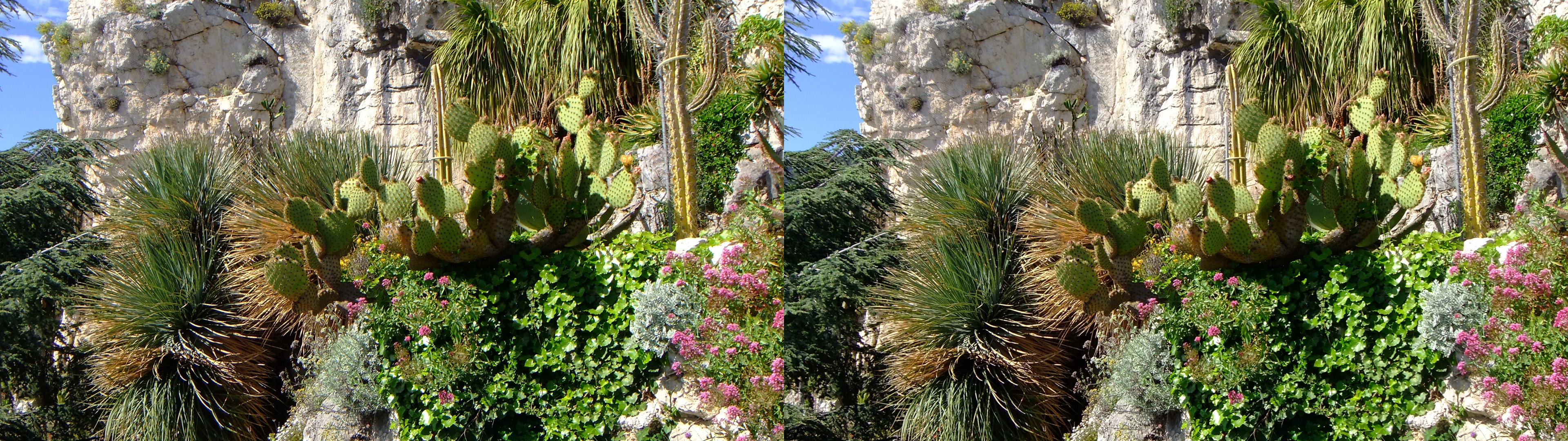 cactus et plantes de la région au pied de l'ancien château