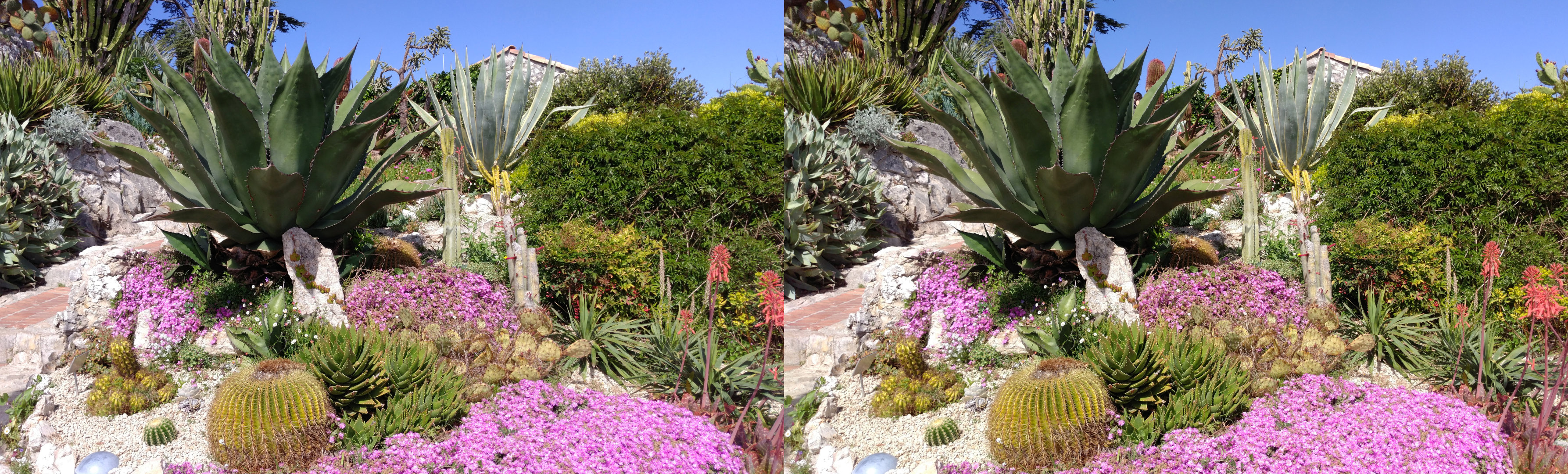 Plantes dans le jardin exotique