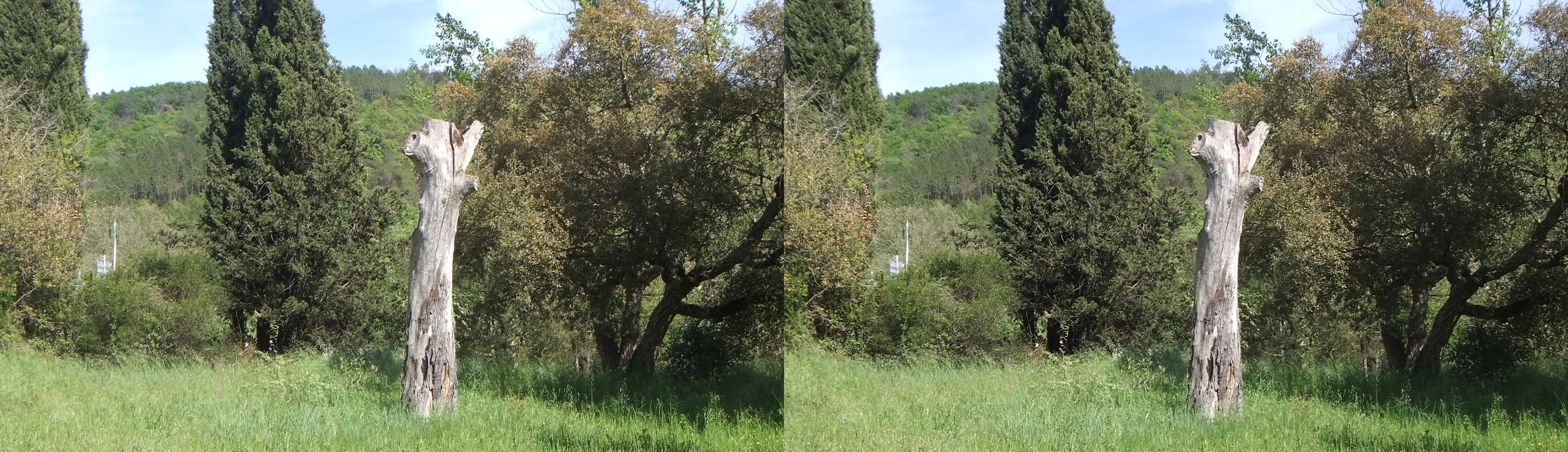 arbre mort sur les berges