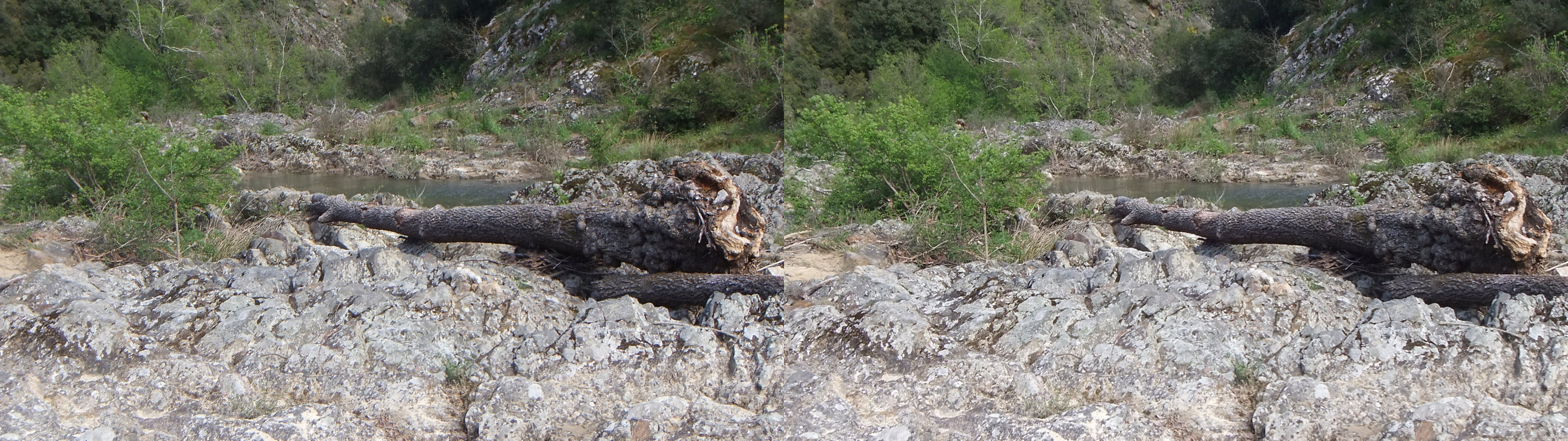 arbre mort au bord de la Siagne