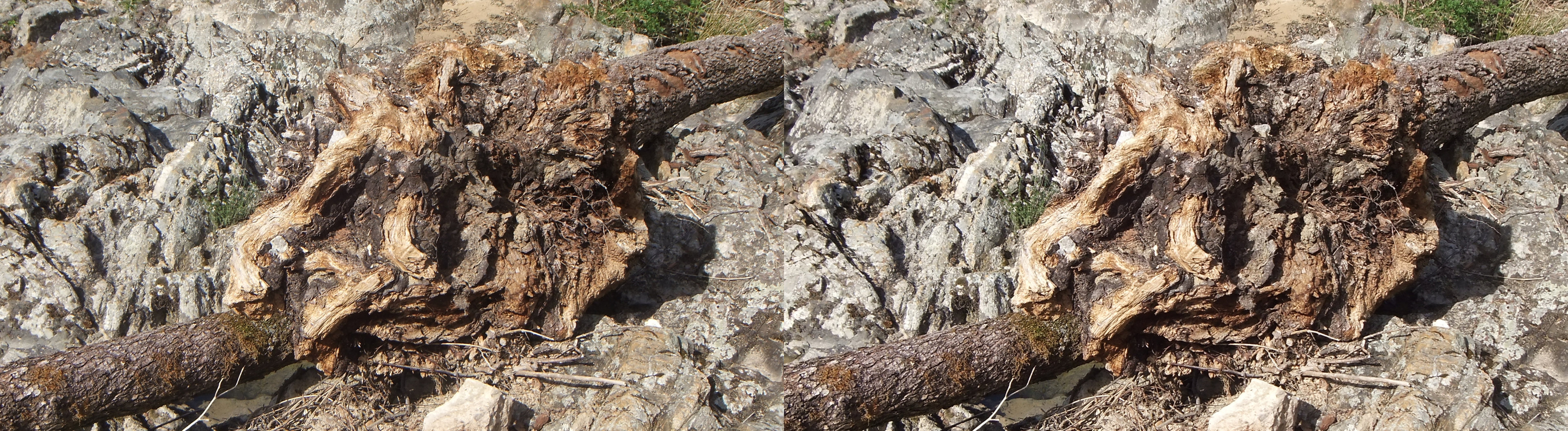 les racines de l'arbre mort ont été coupées