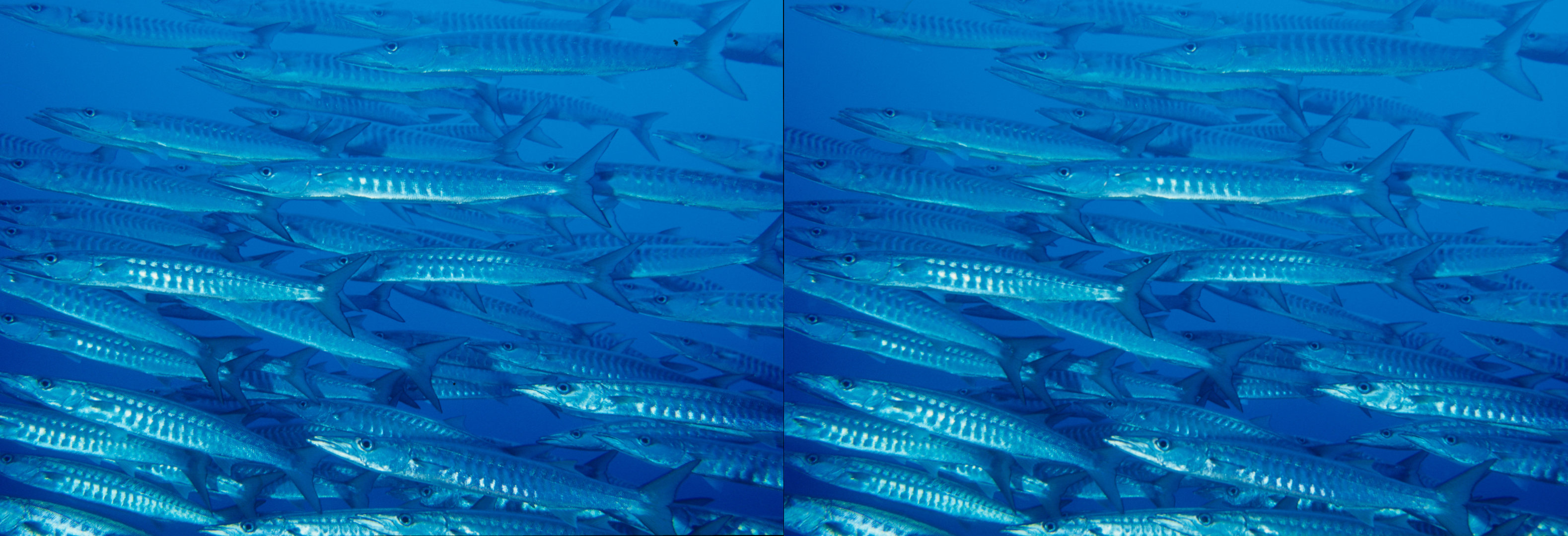 Barracuda