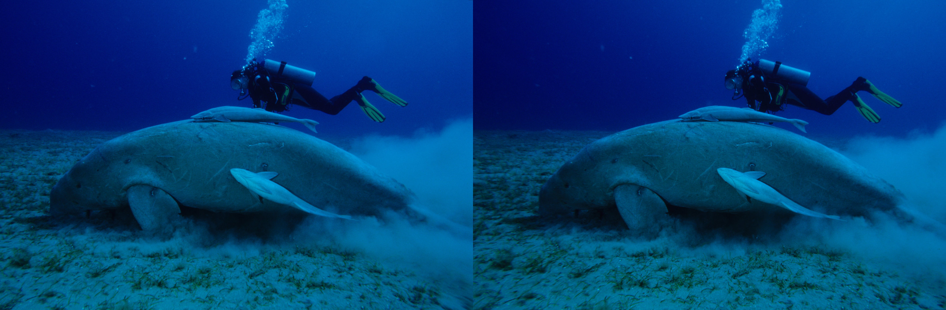 Dugong