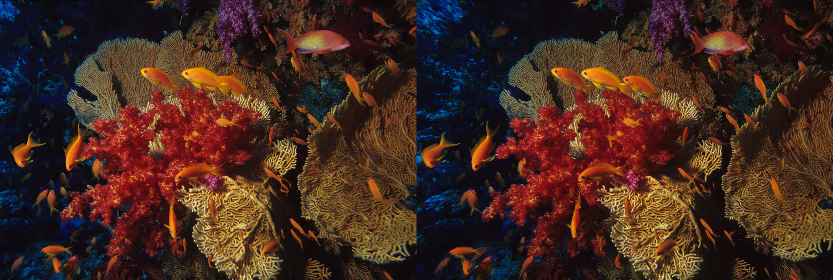 MR Anthias