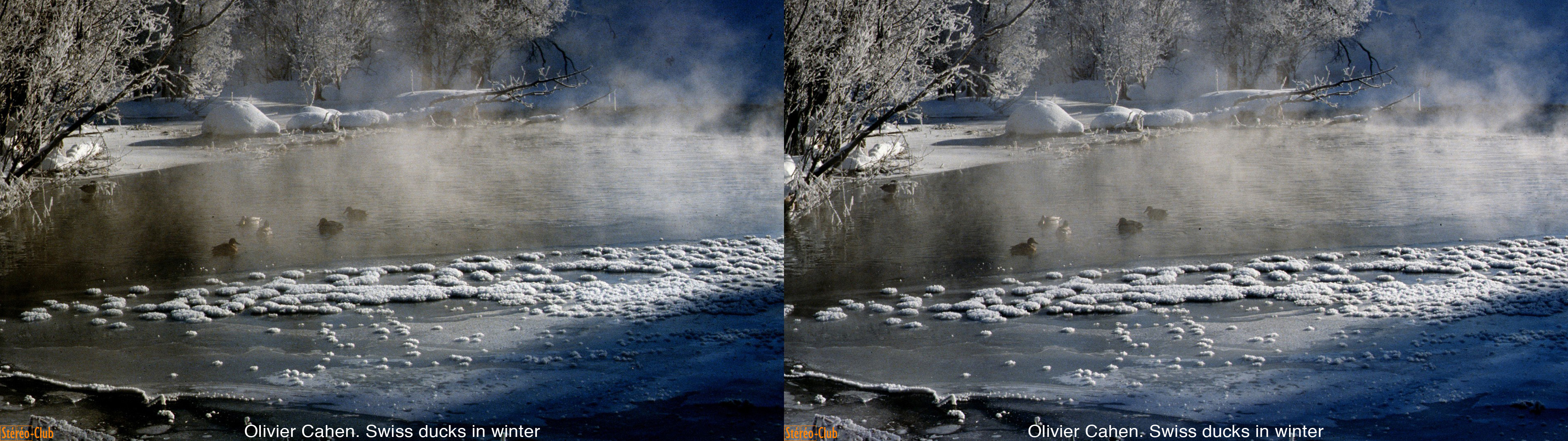 Froid de canard