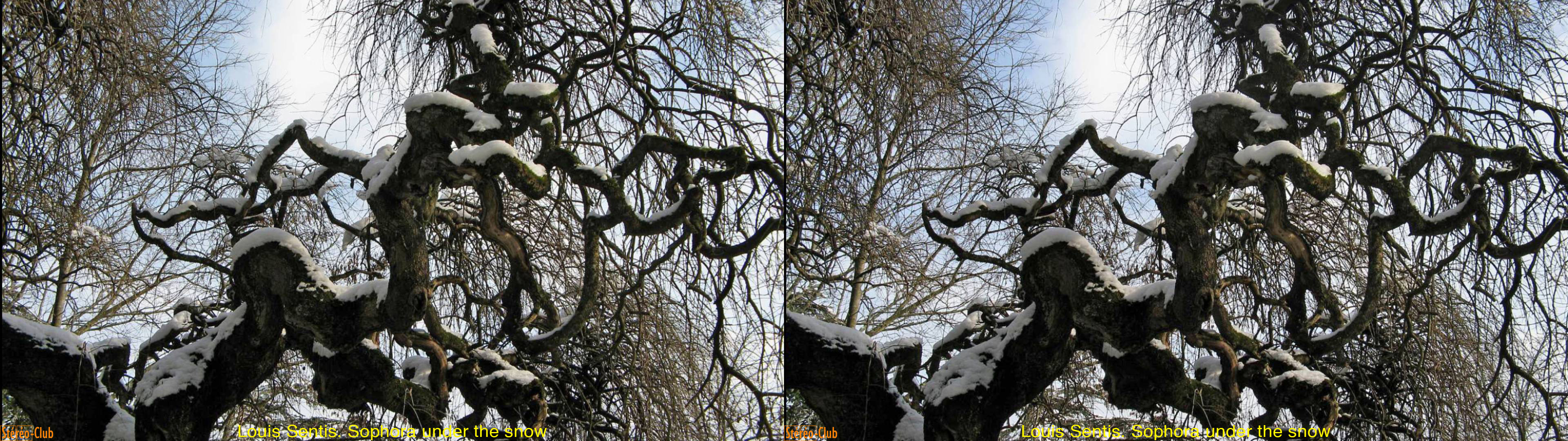 Sophora sous la neige