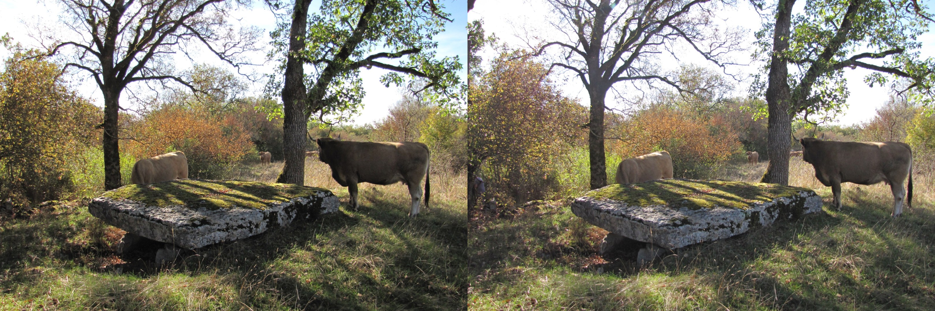 Dolmen du bois des Boeufs, Assier, Lot, 10-2016