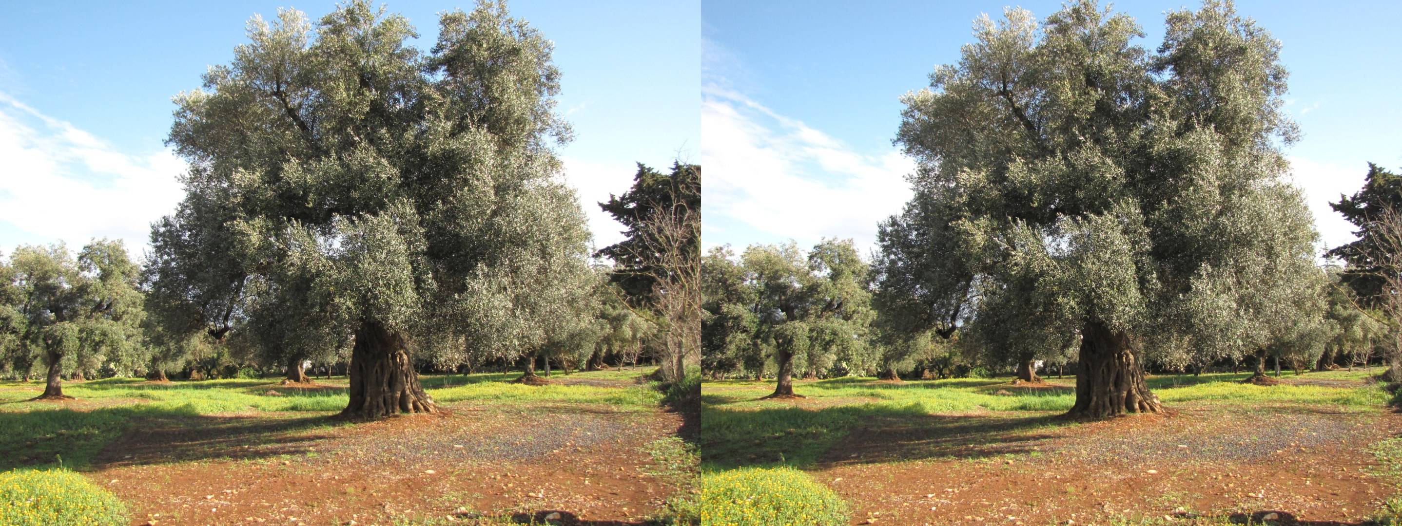 Oliviers