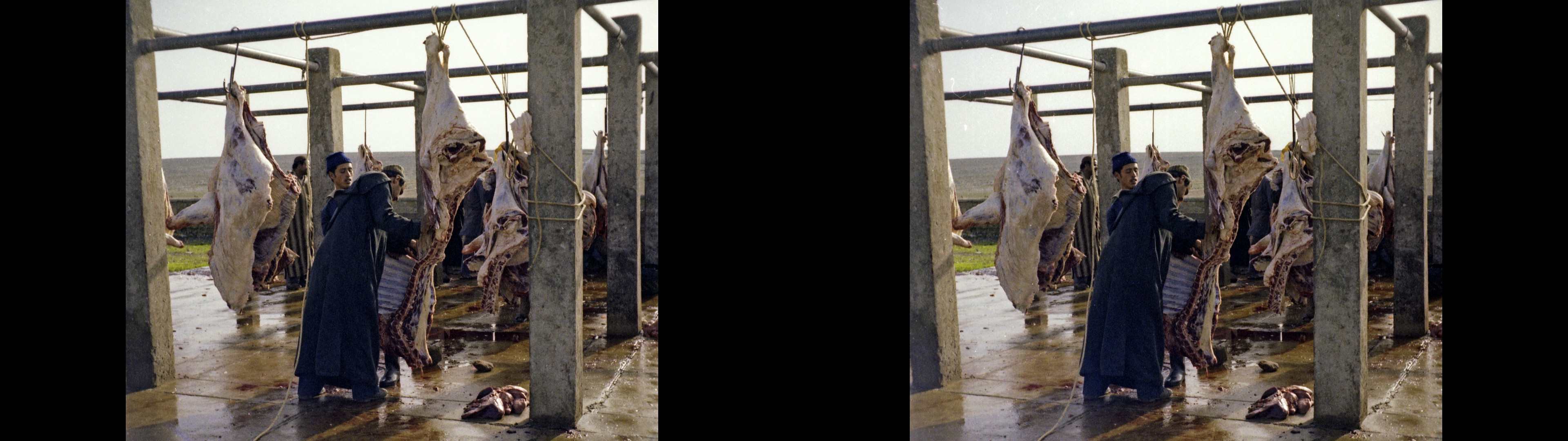 Abattoir de campagne. examen des carcasses