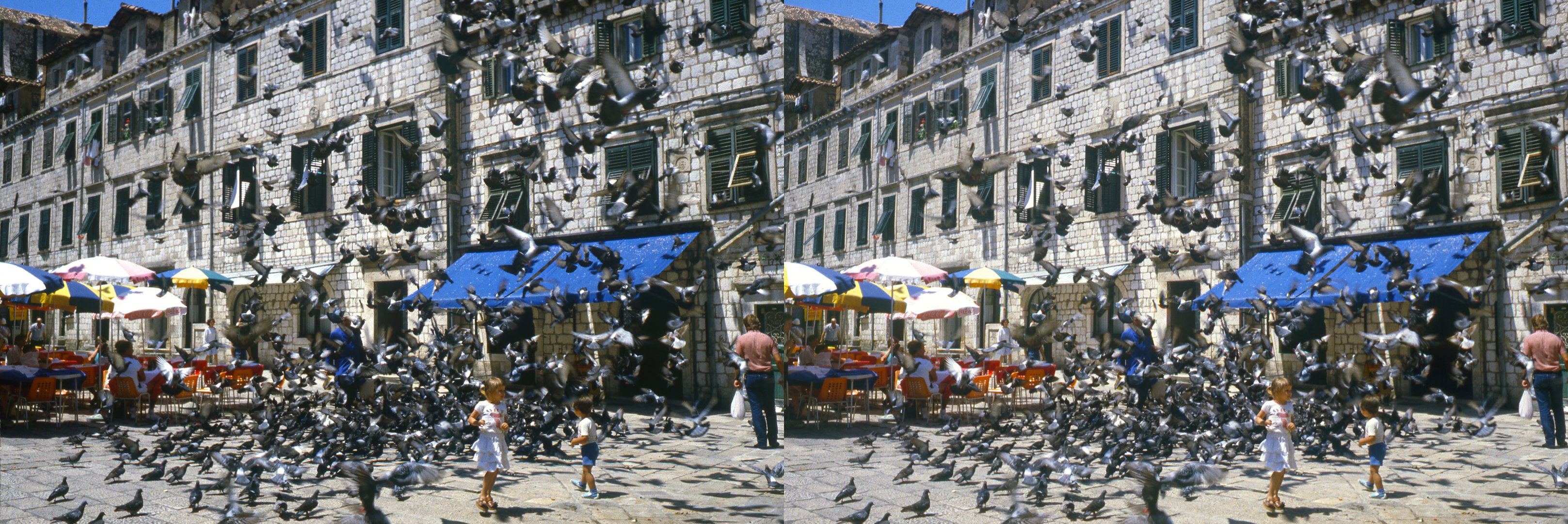 Les pigeons de Dubrovnik