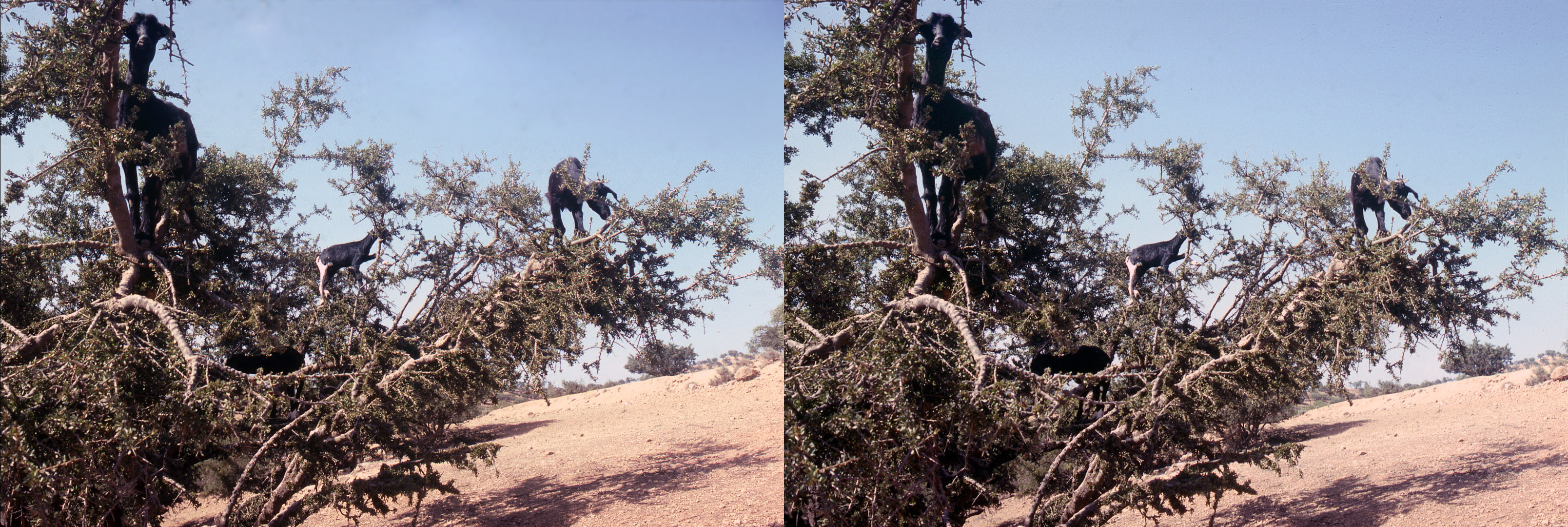 Chèvres dans les arganiers, environs de Taroudant