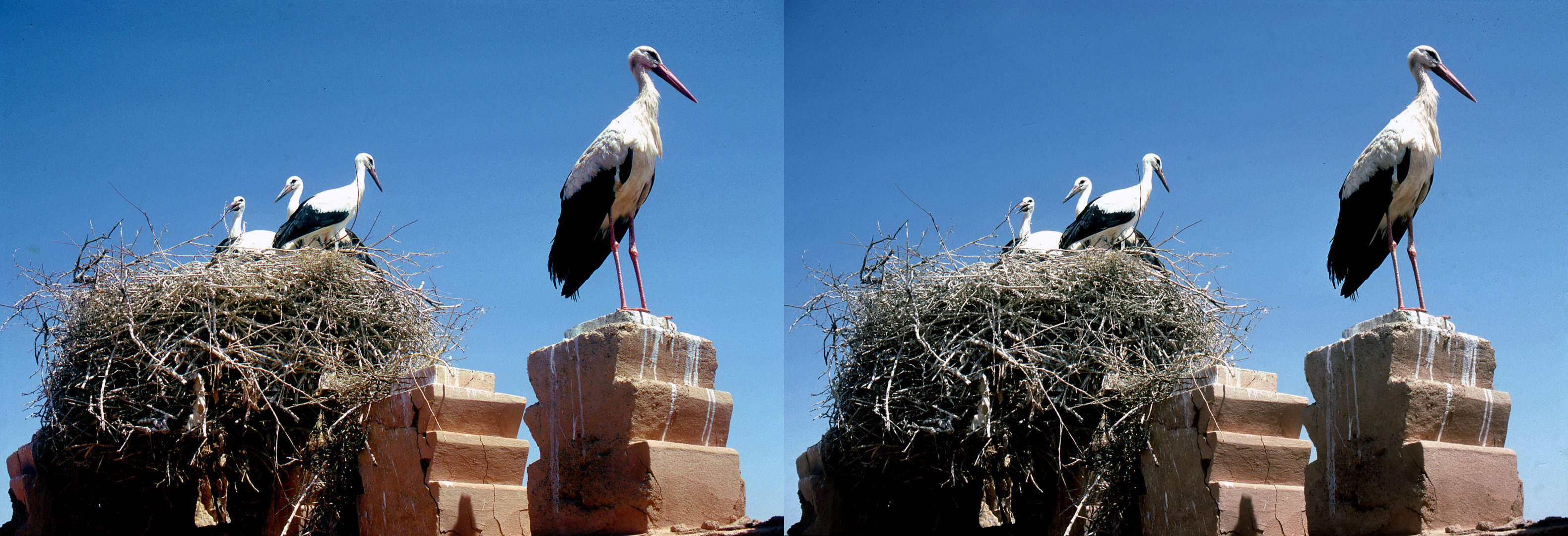 Cigognes, kasbah