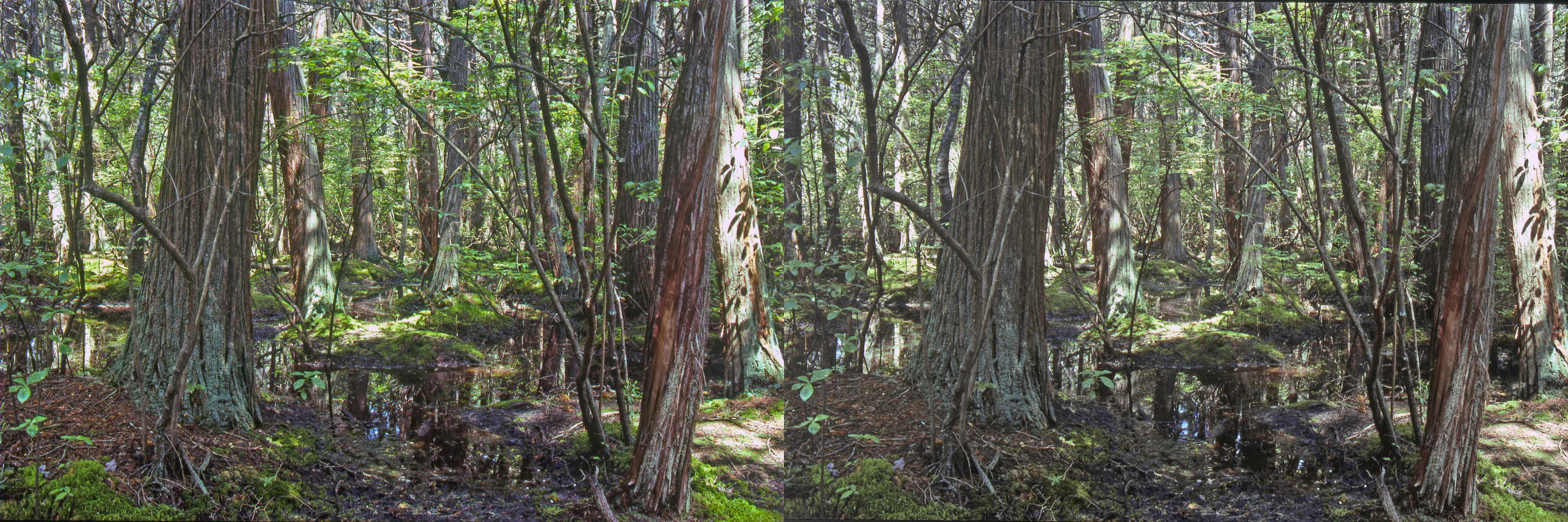 Atlantic White Cedar Swamp Trail