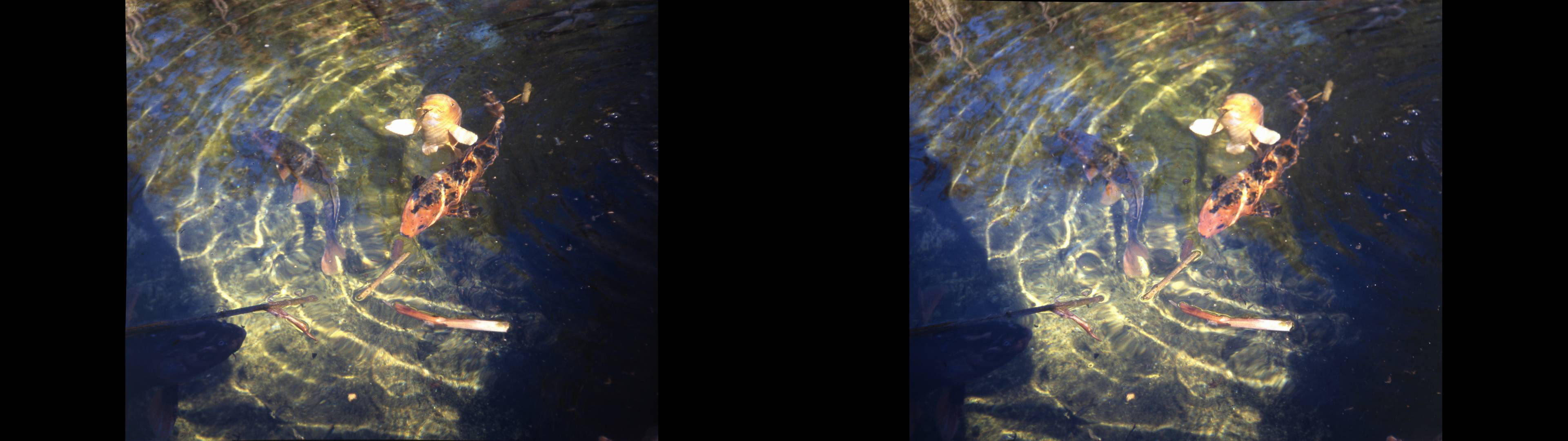 Onde aux poissons