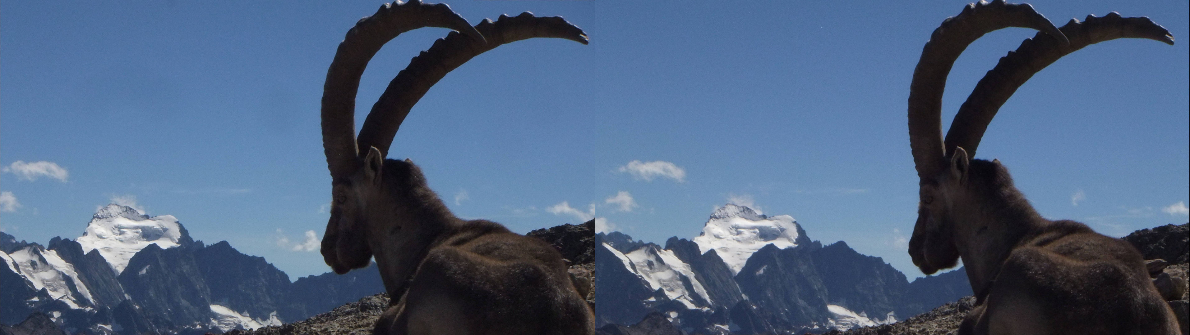 Bouquetins et les Ecrins
