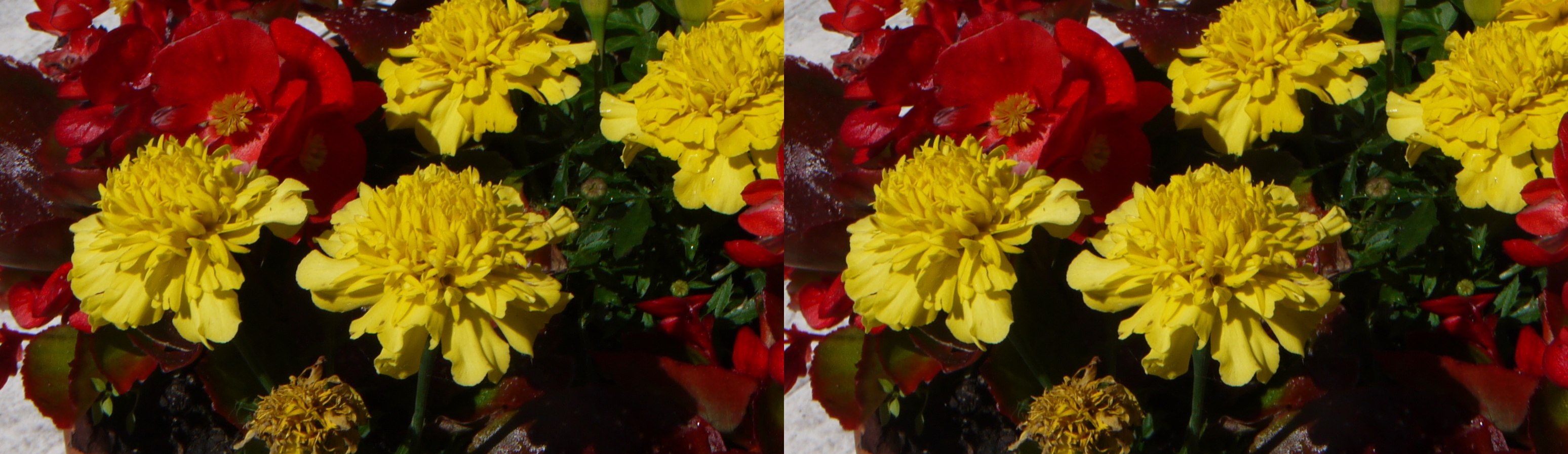 Fleurs