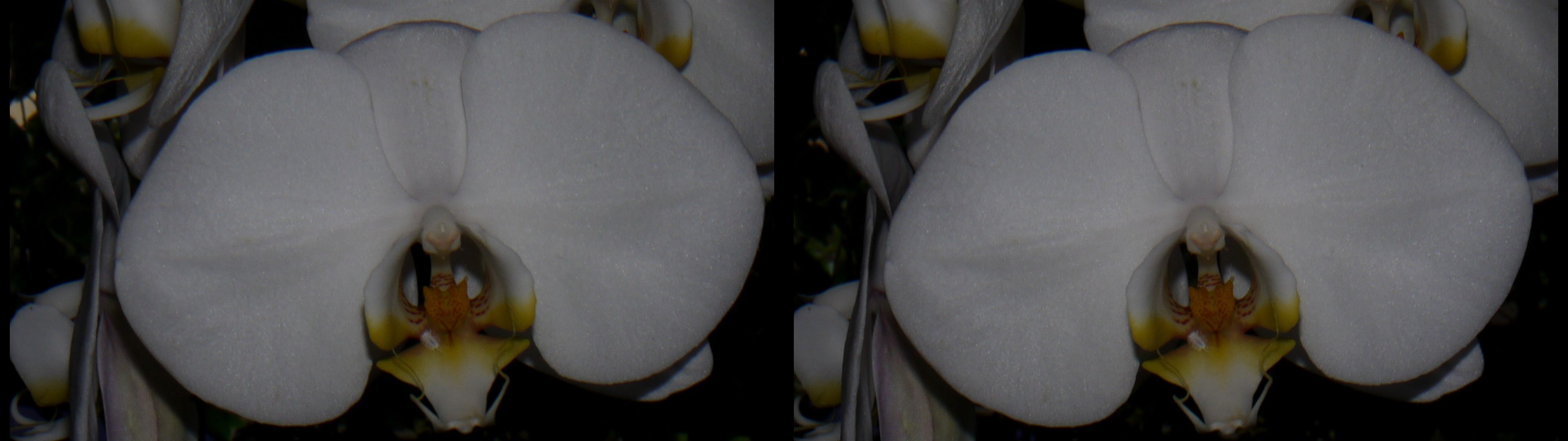 orchidée(