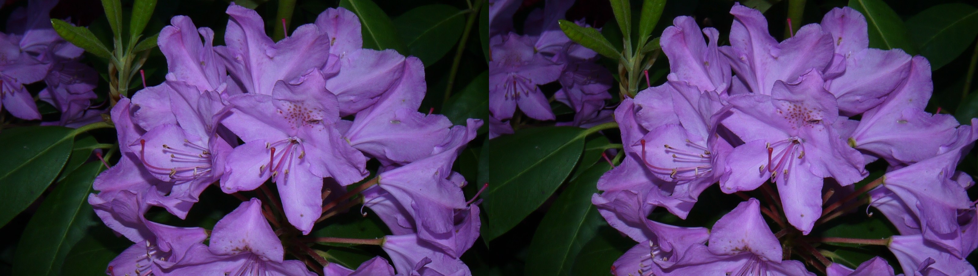 Fleur mauve