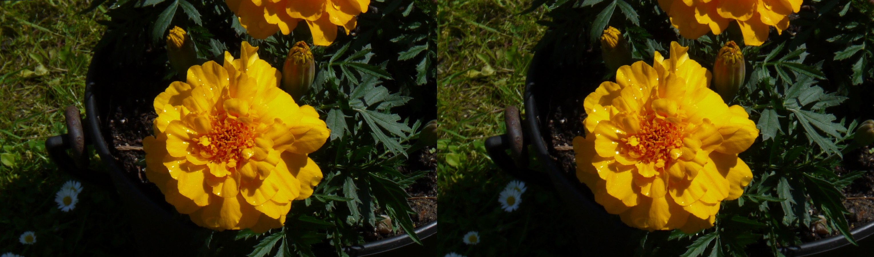 Fleurs
