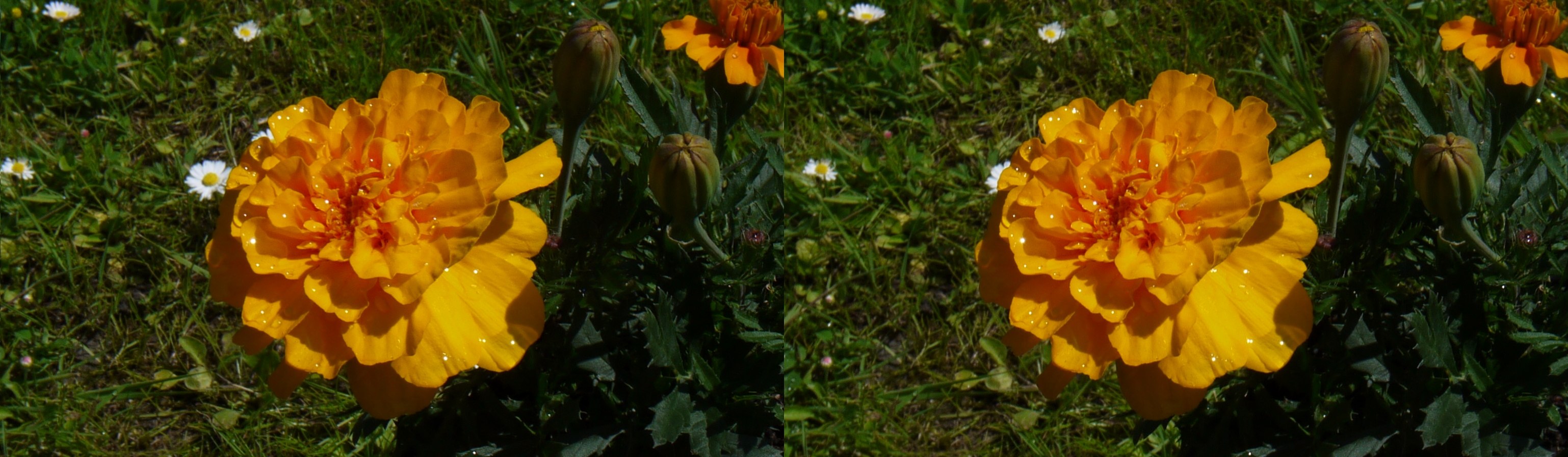 Fleurs