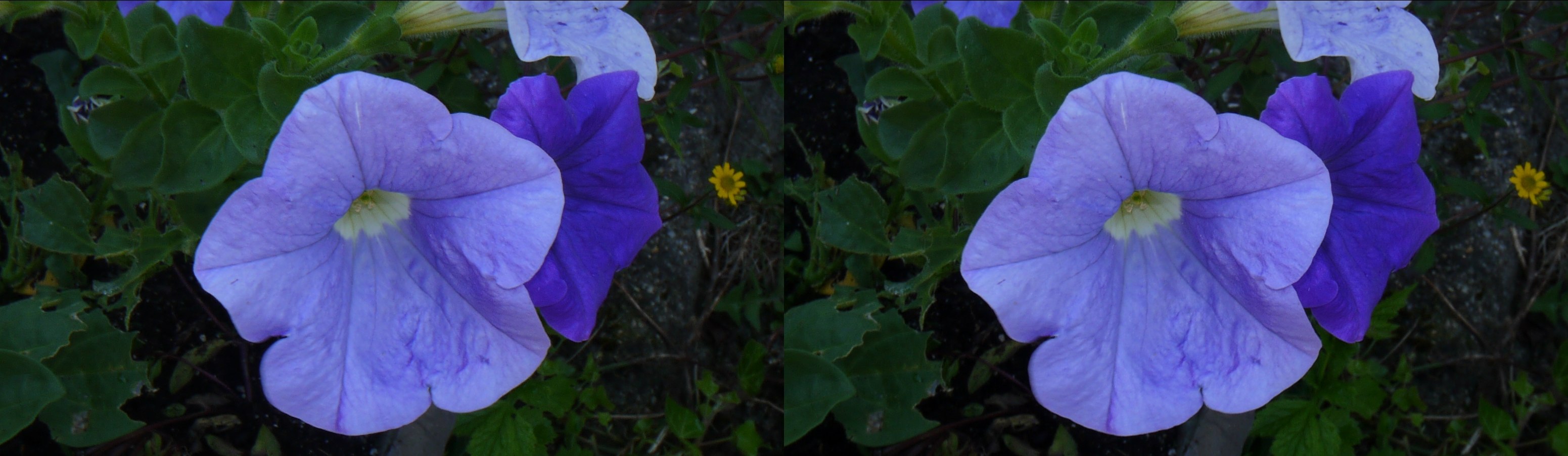Fleurs