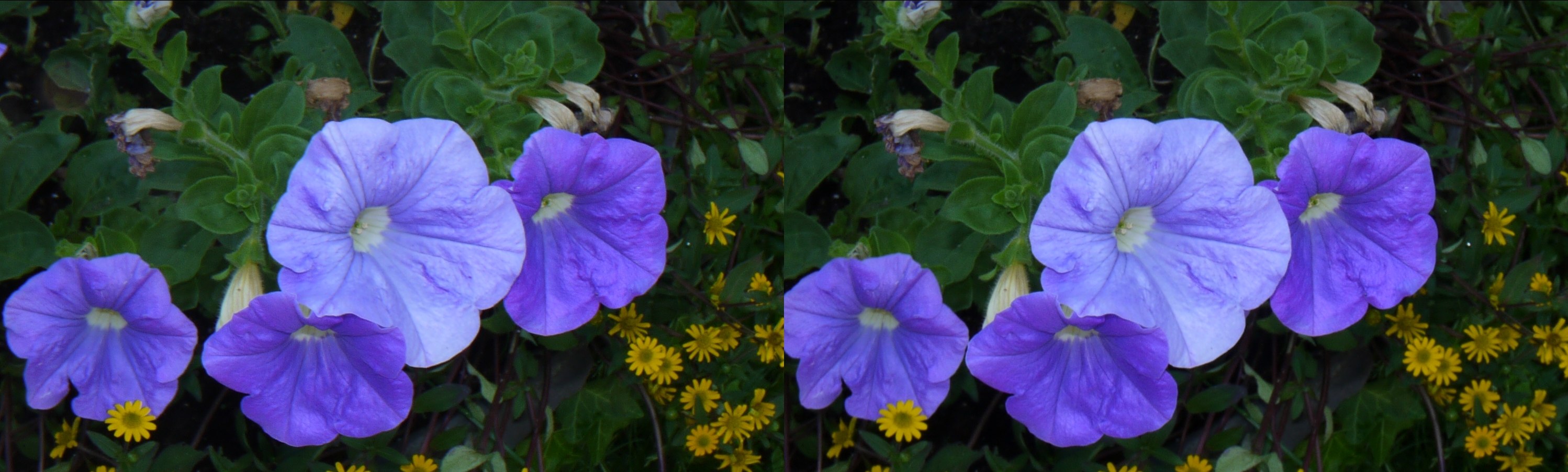 Fleurs