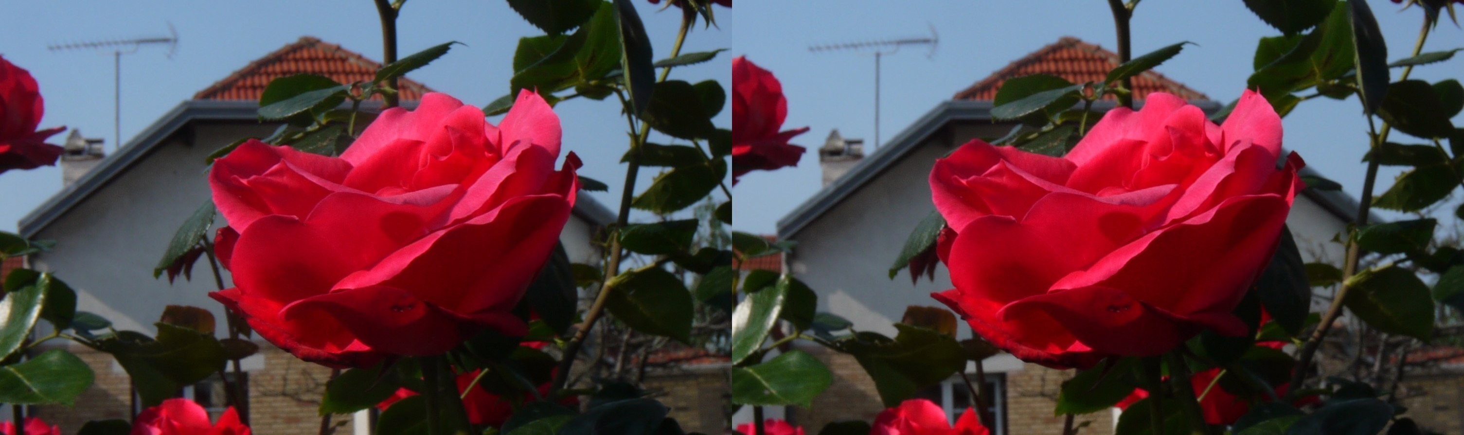 Rose rouge